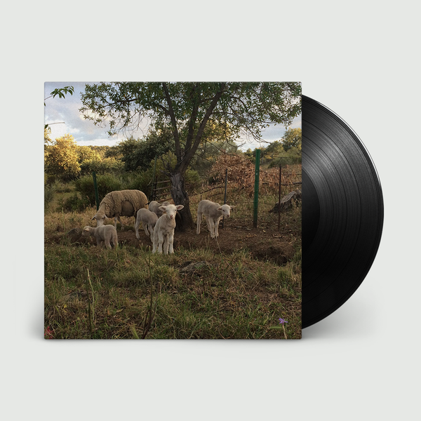 Cover art for Josephine Foster album 'No Harm Done' featuring an image of sheep in a field.