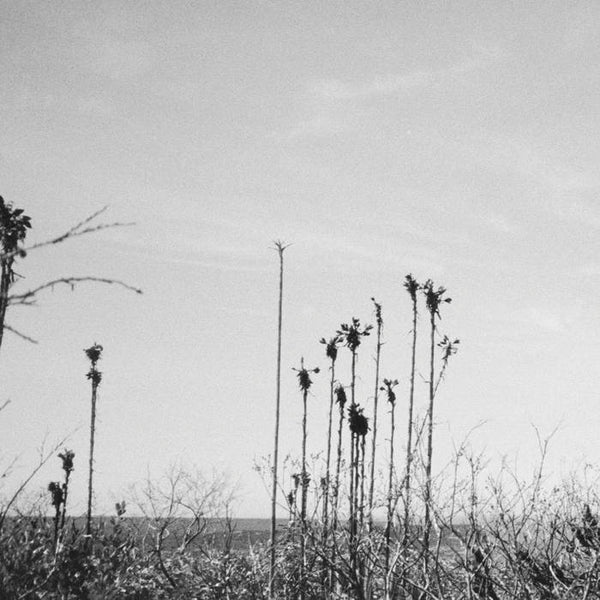 cover art of II vinyl LP by Blue Divers